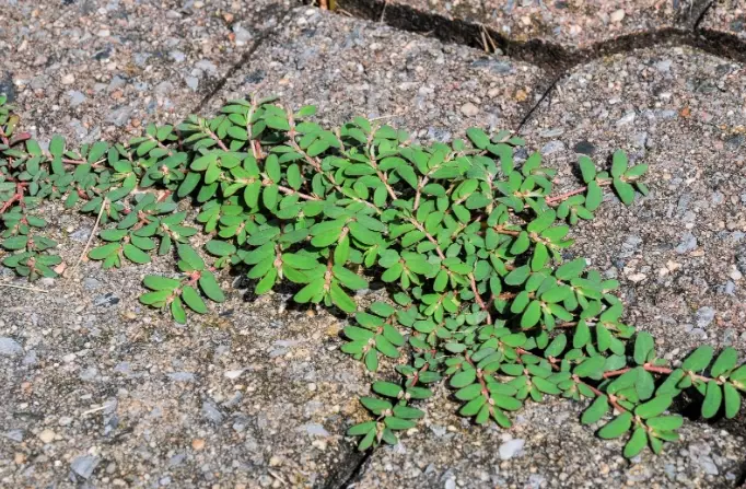 euphorbia varieties euphorbia varieties