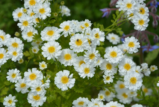 growing mini daisies growing mini daisies