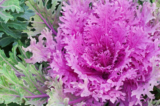 growing ornamental kale