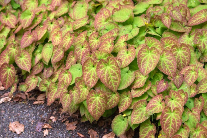 epimedium benefits