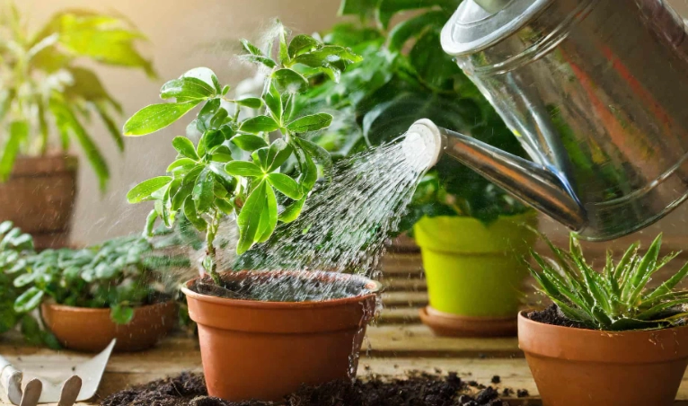 watering plants guide watering plants guide