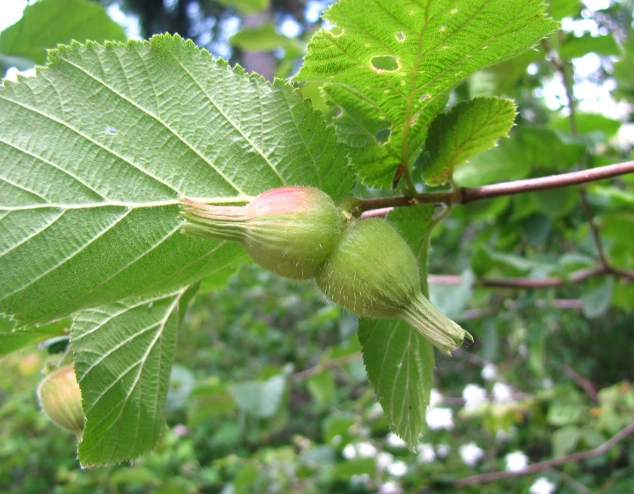 corylus cornuta vs american hazelnut corylus cornuta vs american hazelnut