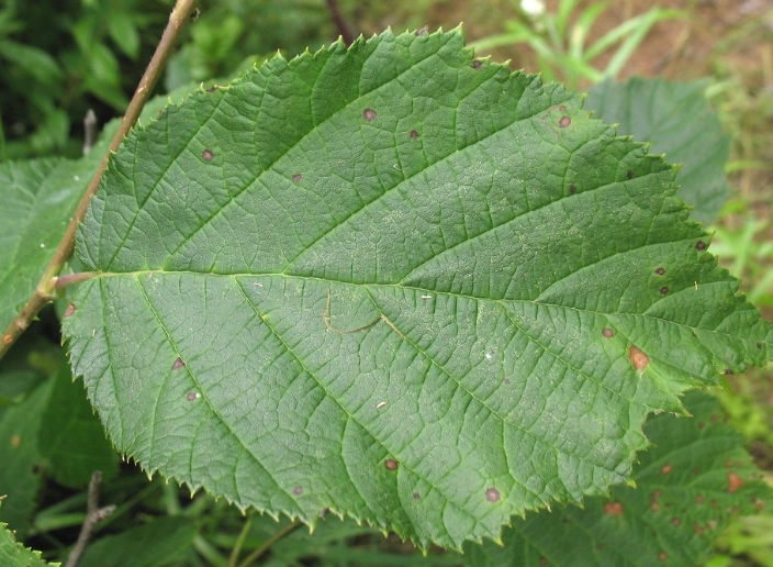 corylus cornuta identification corylus cornuta identification