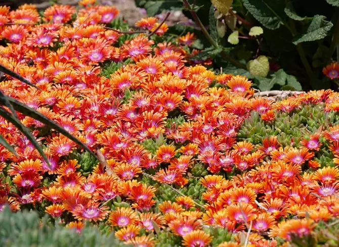 how to grow ice plant