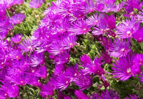 ice plant edible