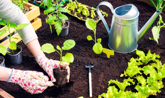 how to transplant flowers