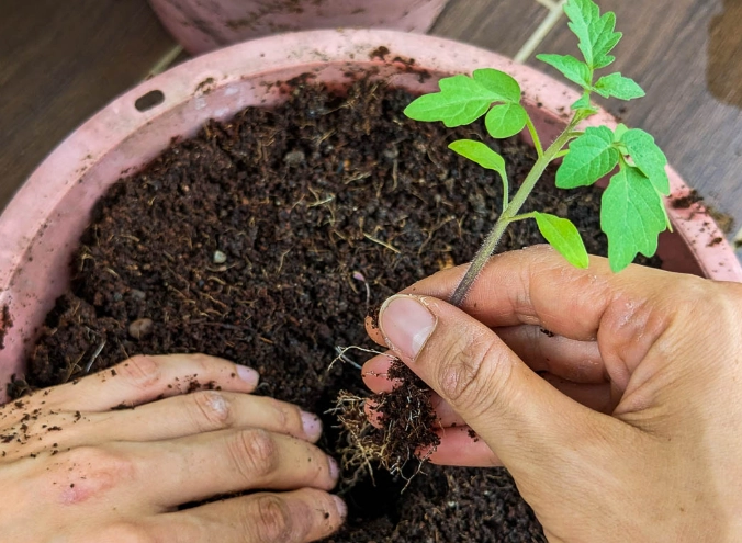 plant transplanting guide