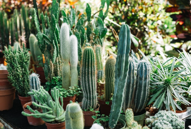 types of cactus types of cactus