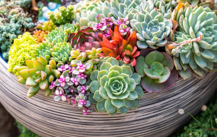 how to care for succulents