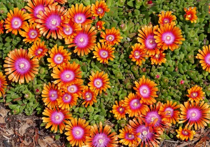 how to grow ice plant