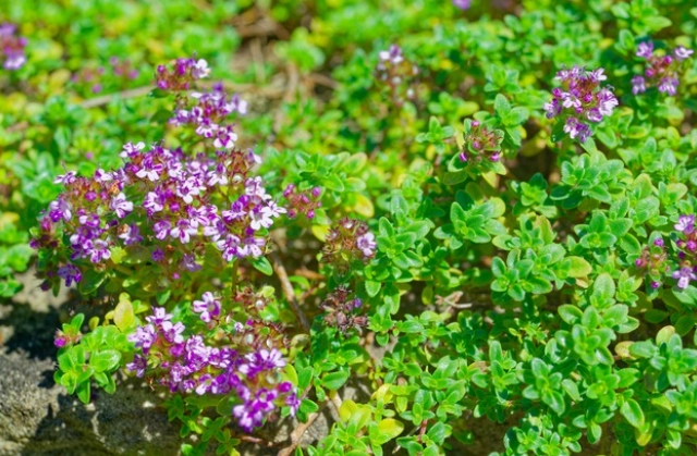 creeping thyme shade tolerance creeping thyme shade tolerance