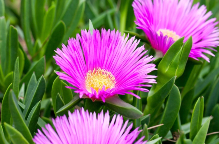 ice plant