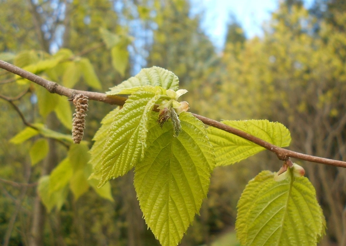 corylus cornuta identification corylus cornuta identification