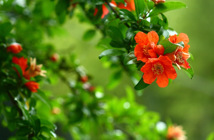 pomegranate flower care pomegranate flower care