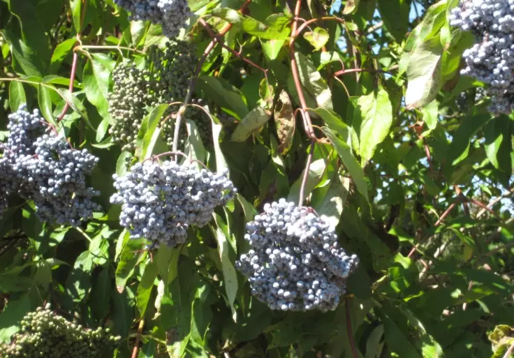 Sambucus cerulea plant
