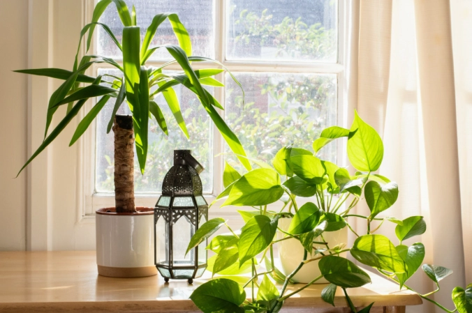 low light houseplants