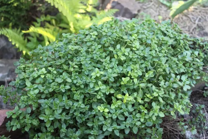 shade ground cover plants shade ground cover plants