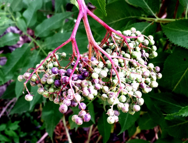 blue elderberry uses