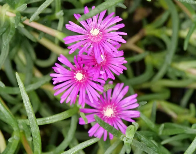 ice plant succulent