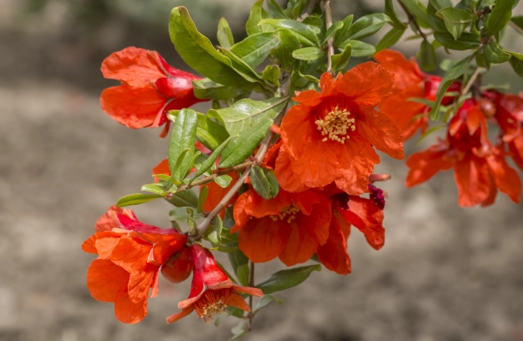 pomegranate flower care pomegranate flower care