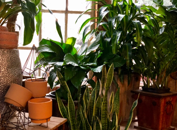 houseplant care