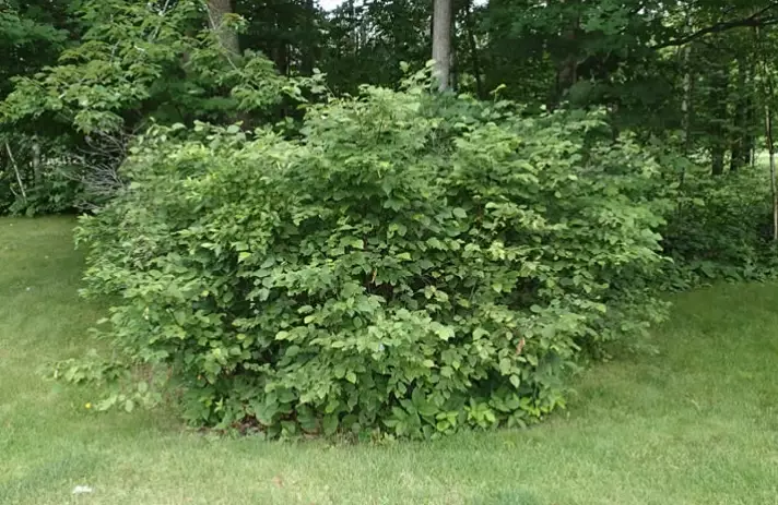 beaked hazelnut uses beaked hazelnut uses