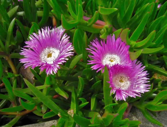 ice plant edible
