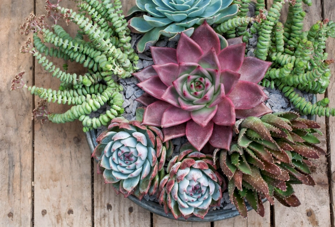 succulent care