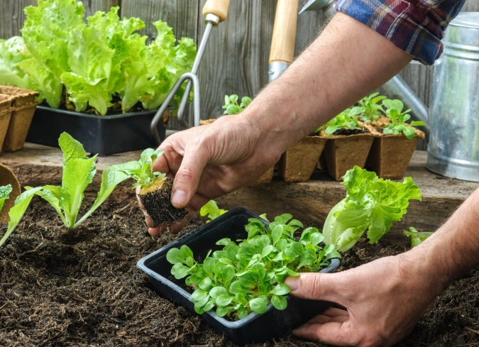 plant transplanting guide