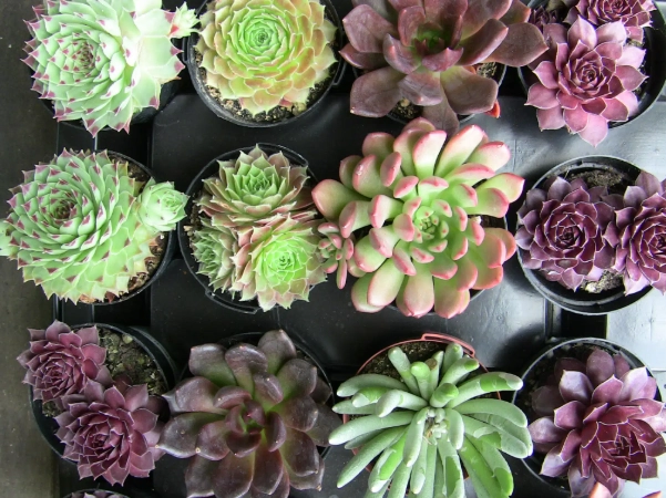 succulent watering guide