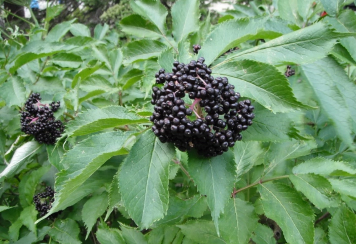 Sambucus cerulea plant