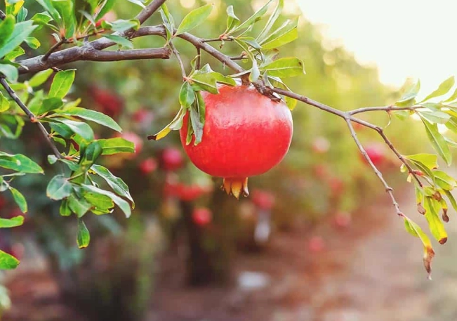 pomegranate tree flowers pomegranate tree flowers