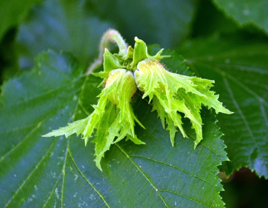 beaked hazelnut uses beaked hazelnut uses