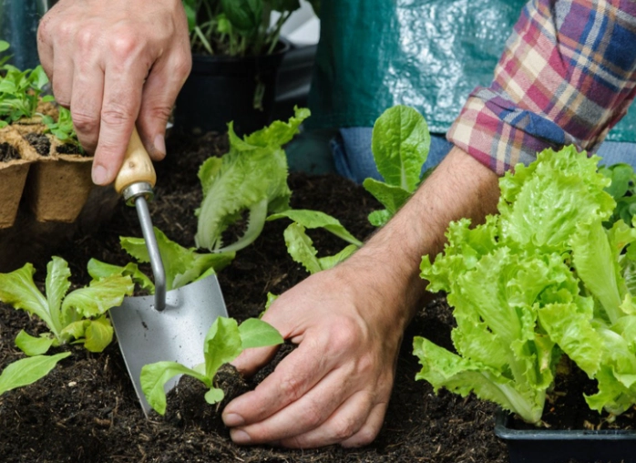 best time to transplant plants