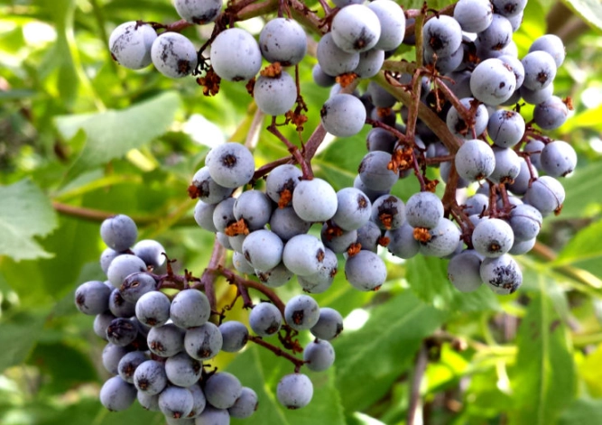 blue elderberry