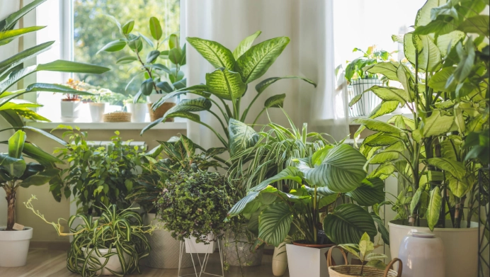 low light houseplants