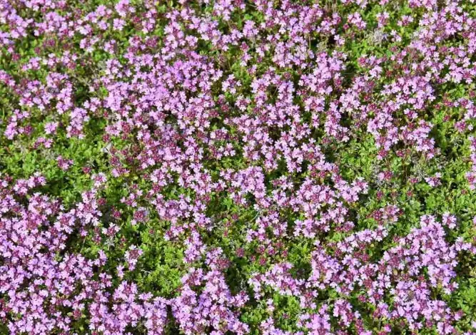 creeping thyme shade tolerance creeping thyme shade tolerance