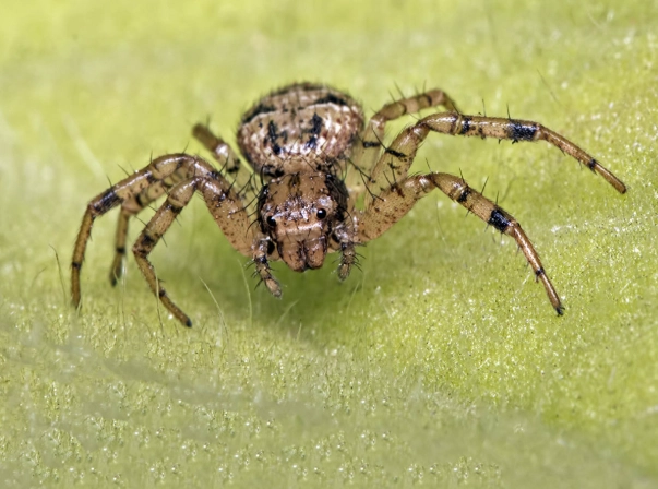 are spiders dangerous