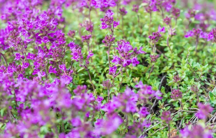 growing creeping thyme in shade growing creeping thyme in shade