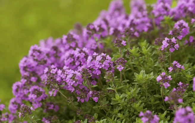 growing creeping thyme in shade growing creeping thyme in shade
