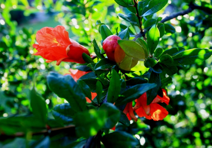 pomegranate flower care pomegranate flower care