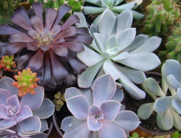 succulent care