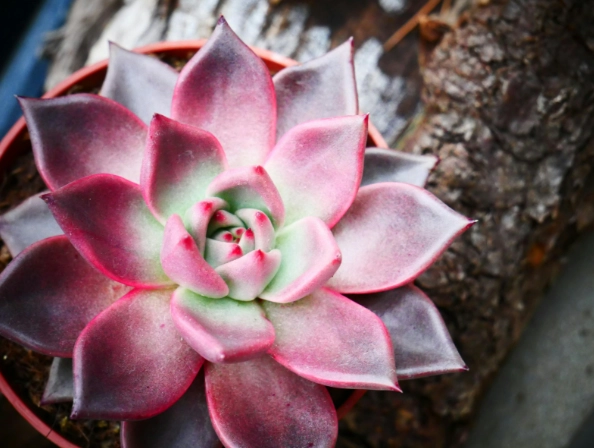 succulent watering guide