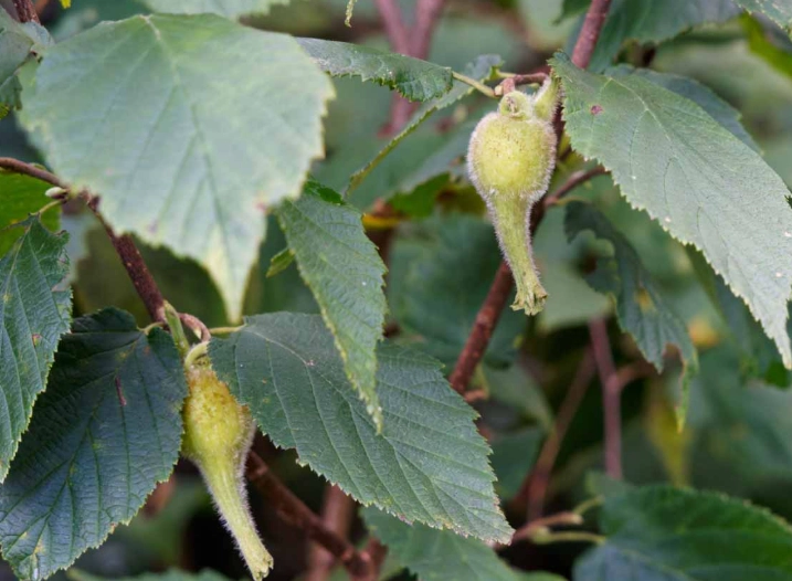 corylus cornuta vs american hazelnut corylus cornuta vs american hazelnut