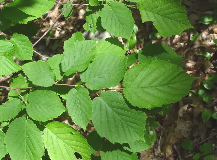 beaked hazelnut uses beaked hazelnut uses