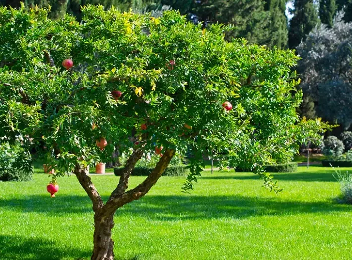 pomegranate tree flowers pomegranate tree flowers