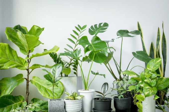 houseplant care