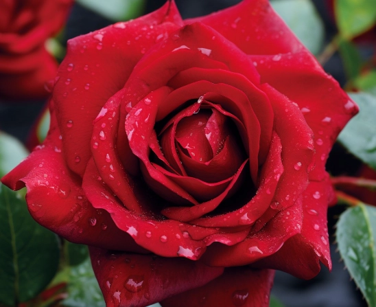 different kinds of roses different kinds of roses