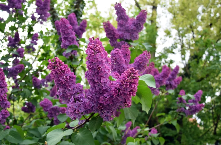 how to grow wild lilac