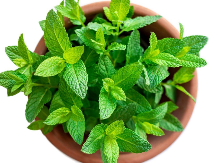 mint plant care mint plant care